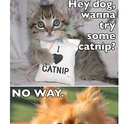 How To Make Cats Come To You How To Make Cats Come To You