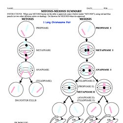 Printables Mitosis And Meiosis Worksheet comparing mitosis and meiosis worksheet intrepidpath paring mitosieiosis key worksheets